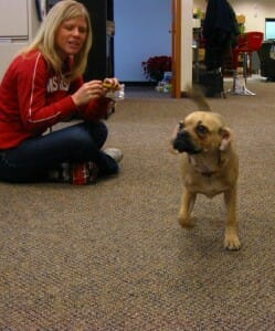 A woman sitting on the floor of an office with a brown puppy named Meatball.