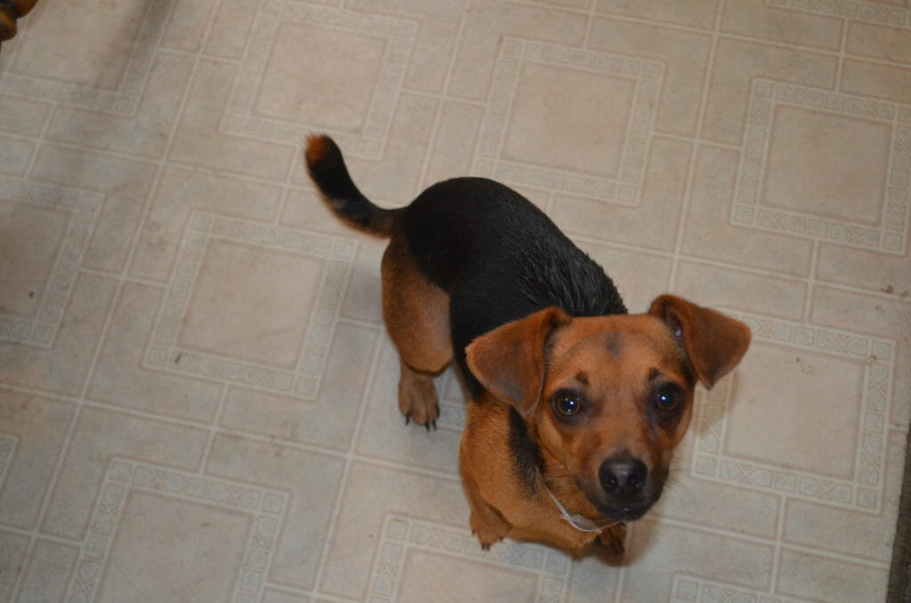 A small brown and black dog, looking up from an ivory kitchen floor.