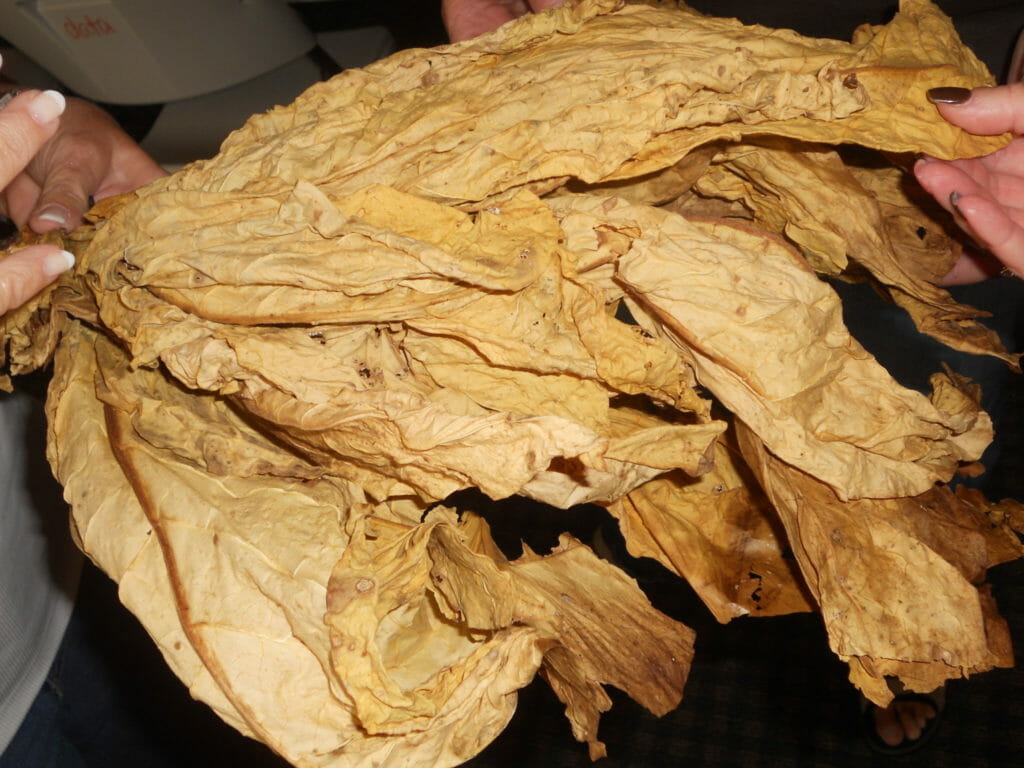Hands holding large dried leaves.