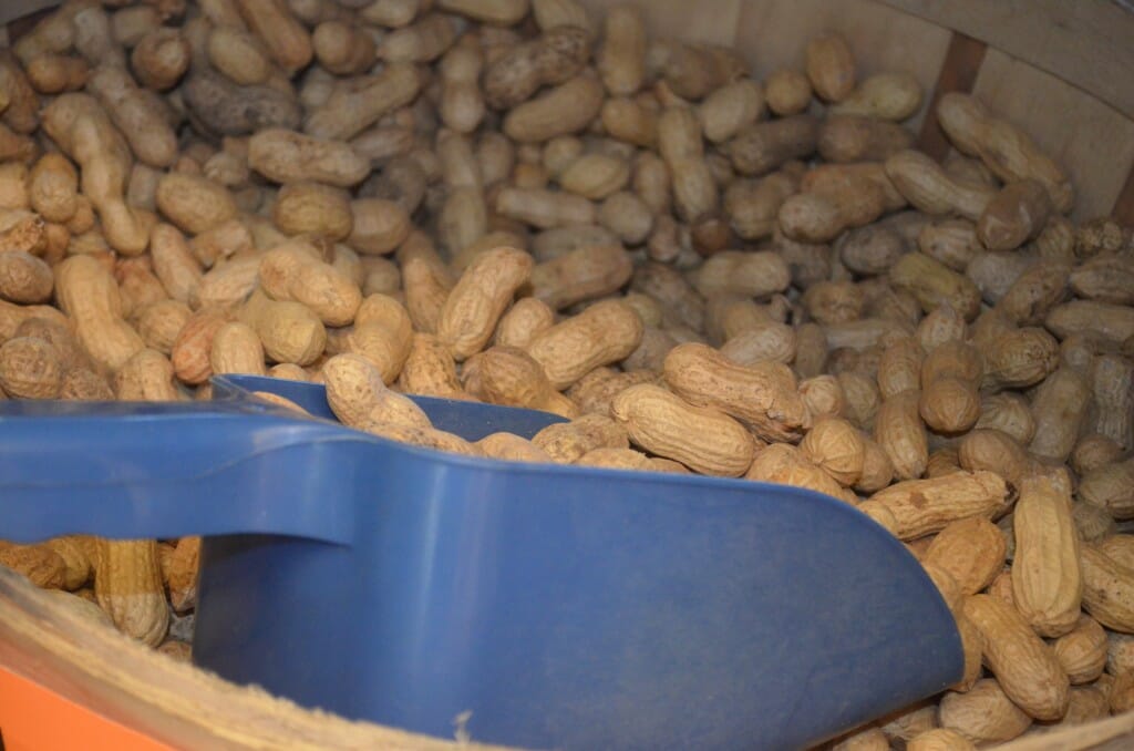 A blue scoop in a bushel basket of peanuts in the shell.