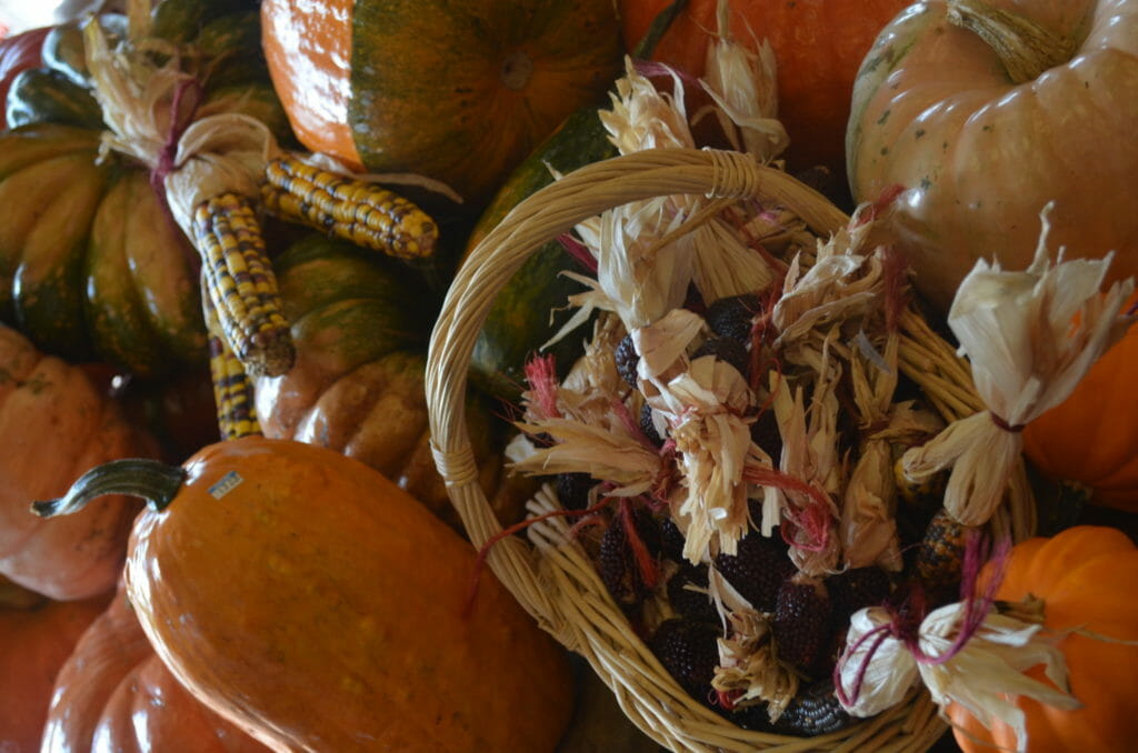 A display of different varieties of gourds, popcorn on the cob, and colorful Indian corn cobs.