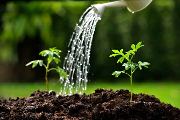 Two small green plants in rich soil being watered from a white watering can, with droplets sparkling in sunlight.