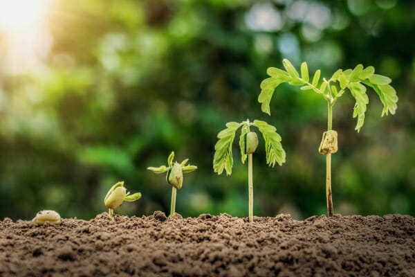 Seedlings at various growth stages emerging from rich soil, with a soft, blurred green background and warm sunlight.