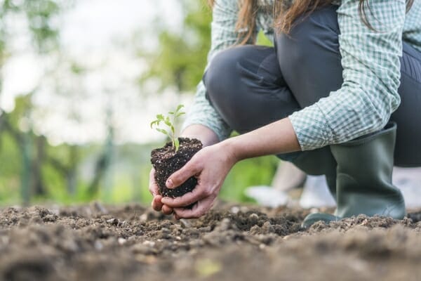 A person in green boots crouches to plant a small seedling from a pot into freshly tilled soil, surrounded by greenery.