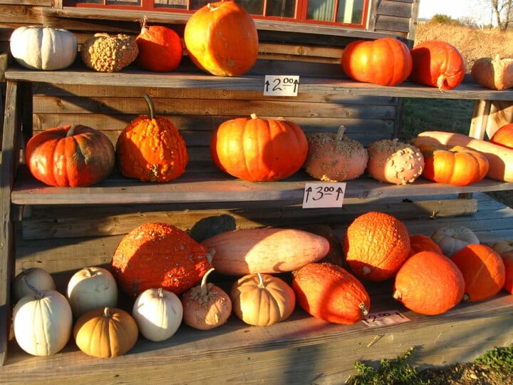 Squash & pumpkins at a roadside stand