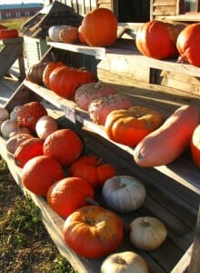Squash and pumpkins at a rustic roadside stand, lined up on three shelves with prices.