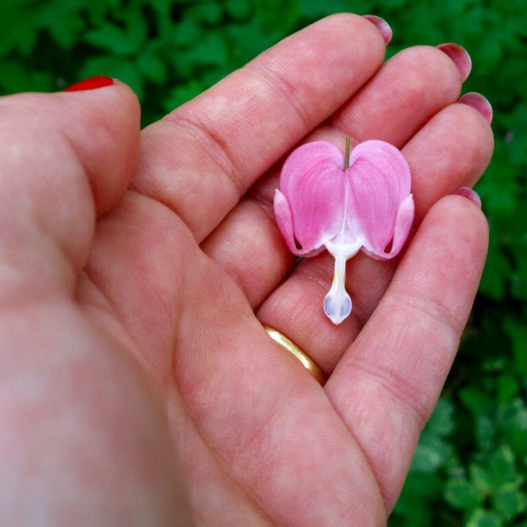 A hand holding a single bleeding heart flower.