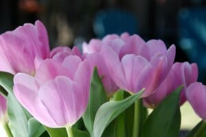 Close-up of sun lit pink tulips.