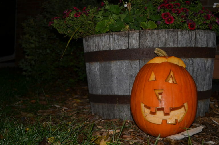A lit Jack-o-Lantern outside on mulch, in front of a half barrel filled with petunias.