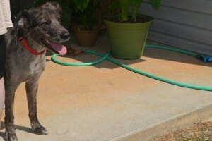 A brindle dog with a red collar, on a cement porch with a green hose and potted plants.
