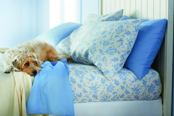 A Terrier dog on a bed with solid blue and blue and white floral sheets and pillow cases.